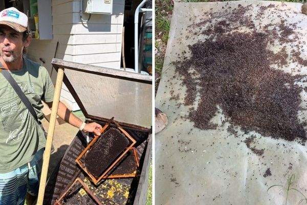 Apiculteur vandalisé : près de 800 000 abeilles tuées après le sabotage de 11 ruches