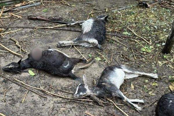 Des chèvres attaquées et tuées par des chiens à Rimatara