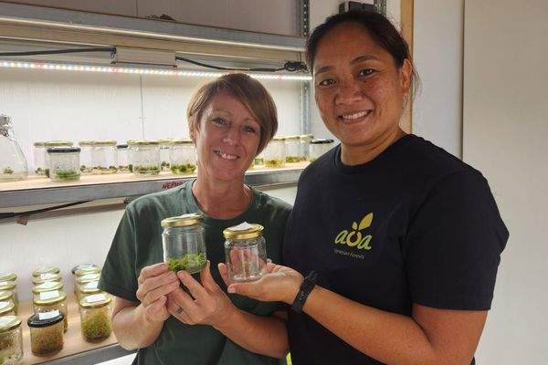 « Le pilier de la vie, c'est la Nature » : les actions d'Aoa Polynesian Forests pour sauver les plantes endémiques