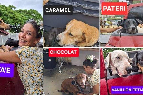 Six chiens quittent Tahiti pour une nouvelle vie en Italie