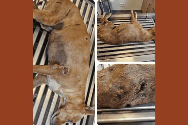 La longue agonie d'une petite chienne martyrisée et finalement euthanasiée