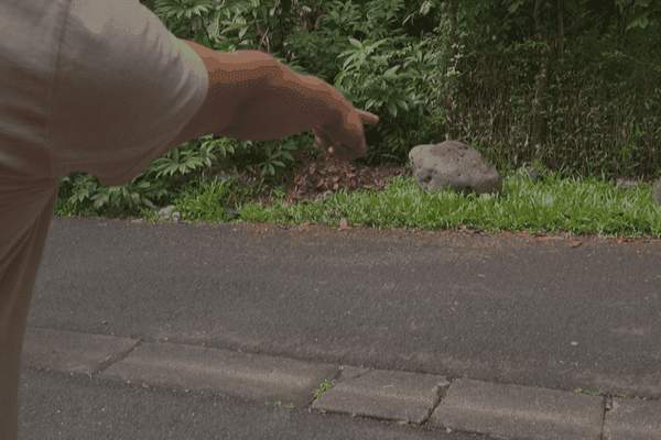 Décès d'un homme à Tiarei : une fête qui tourne mal, un adolescent de 14 ans en garde à vue