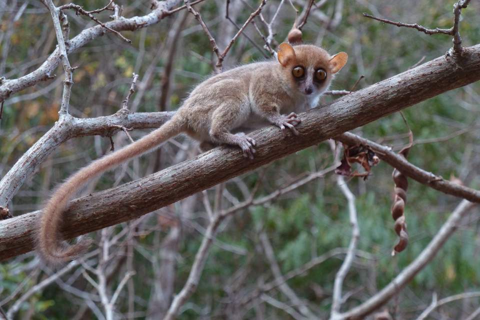 Lémuriens de Madagascar : une évolution taxonomique pour mieux protéger les espèces