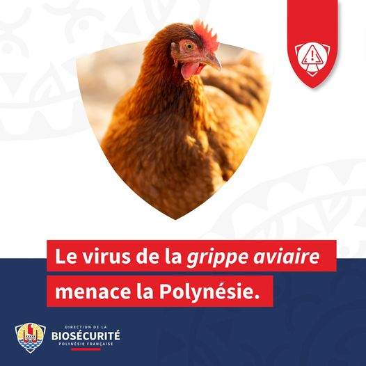 20/11/2024 – Vigilance Grippe Aviaire