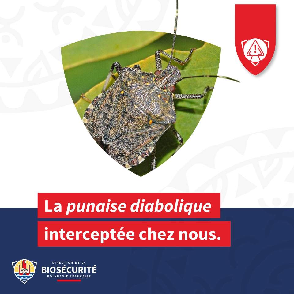 11/12/2024 – Vigilance – Punaise diabolique interceptée sur Tahiti