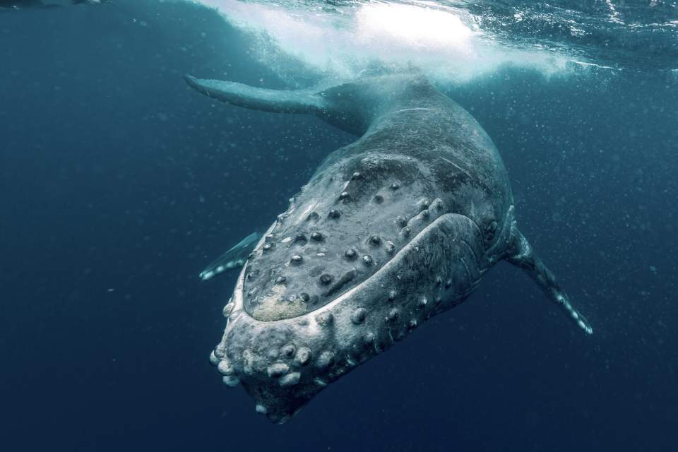 Le Pays autorise le whalewatching à Mangareva, Maupiti, Rimatara et Ua Huka