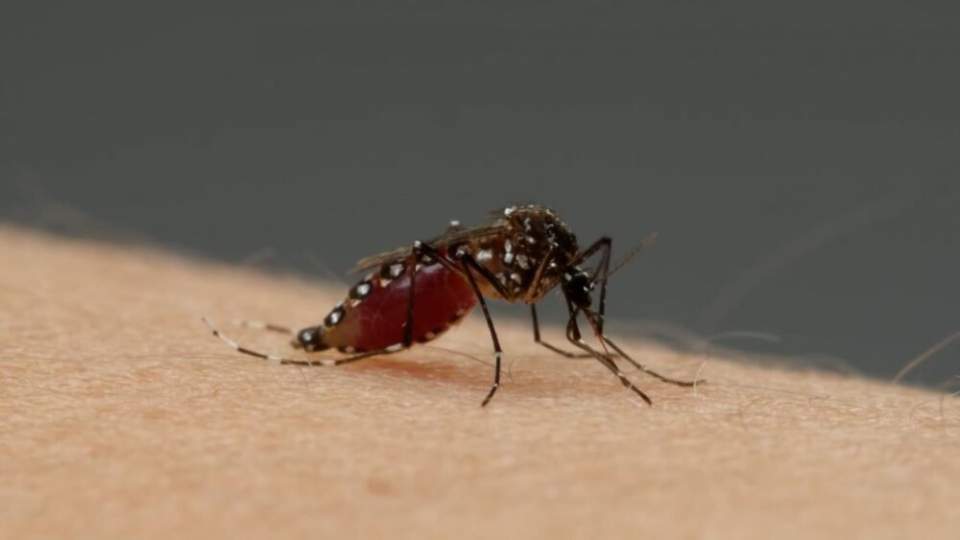 Les moustiques peuvent apprendre à surmonter l’aversion à un répulsif