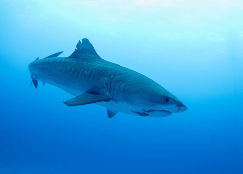 Australie : un homme meurt après une attaque de requin dans le Queensland