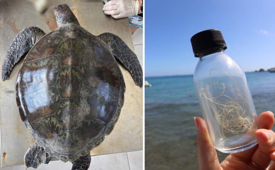 Pollution marine : une tortue verte succombe après avoir ingéré un fil de pêche