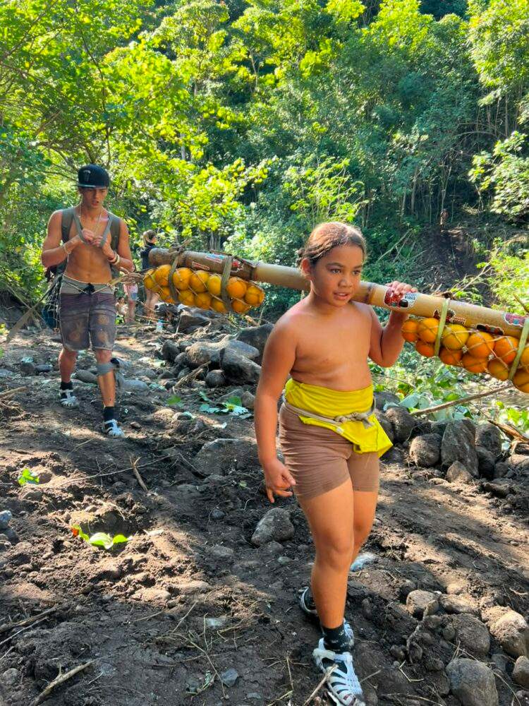 Punaauia : une récolte d’oranges en baisse avant la traditionnelle fête
