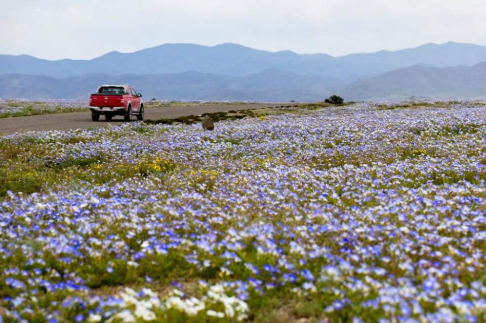 Chili : floraison exceptionnelle dans le désert d’Atacama après les pluies d’El Niño