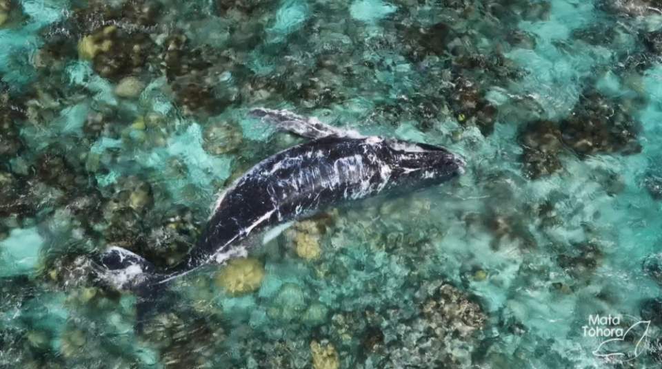 À Papara, la baleine et son baleineau morts remorqués au large