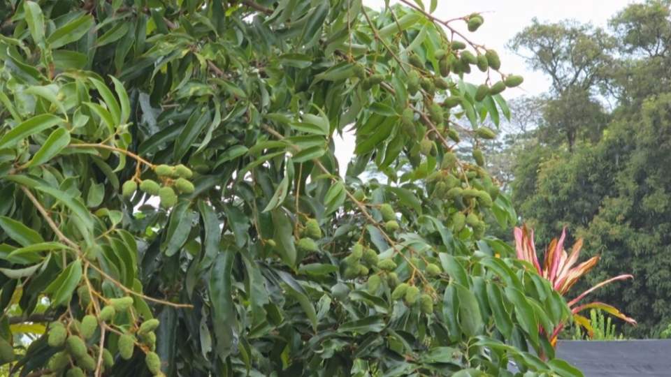 Aux Gambier, le froid annonce une belle saison pour les litchis