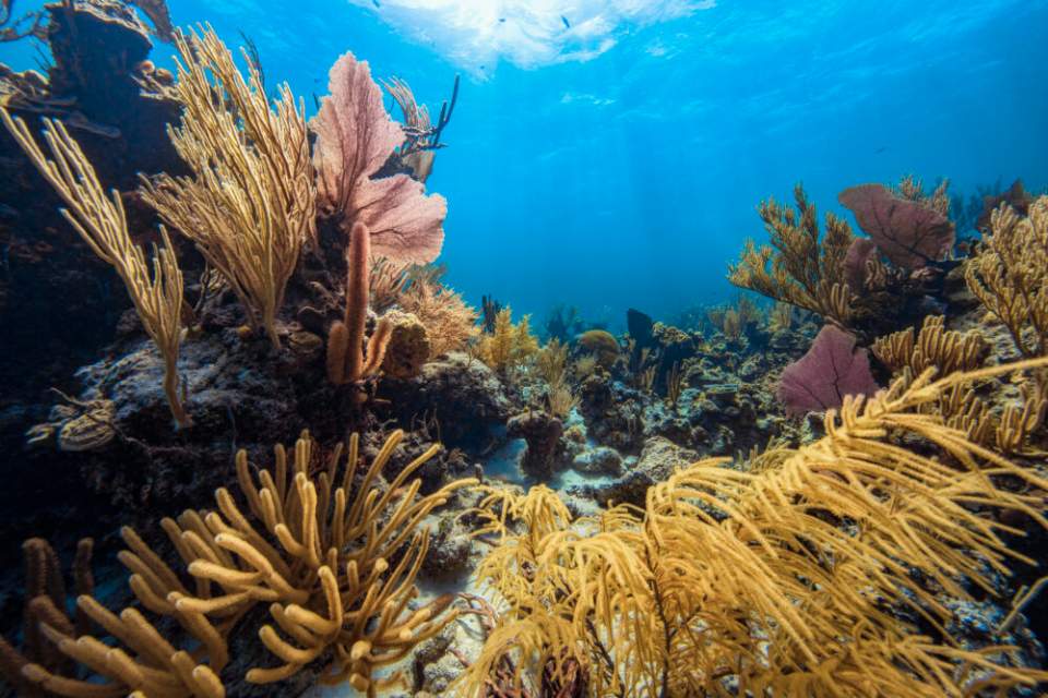 32 candidats aux Trophées To’a Reef de l’Ifrecor
